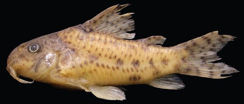 Corydoras flaveolus