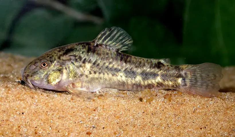 Corydoras gladysae