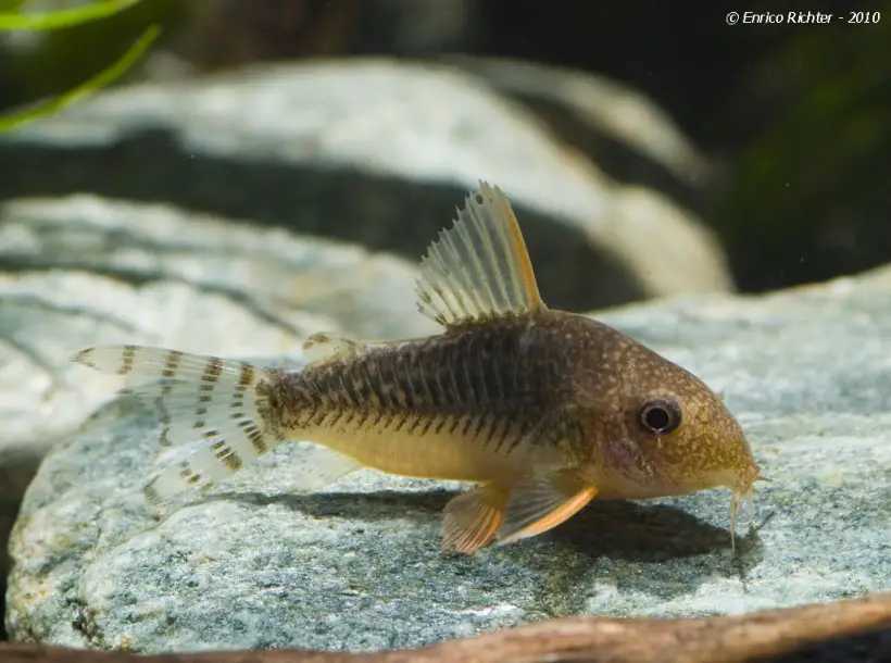 Palespotted Cory