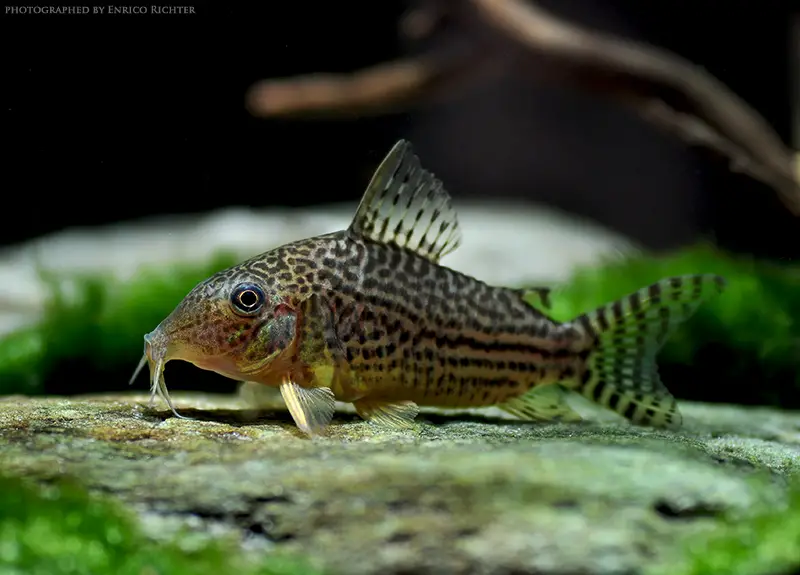 Mosaic Cory