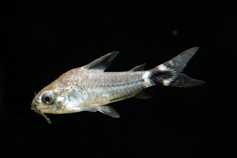 Tail-spot Pygmy Cory