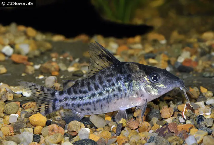 Corydoras lamberti