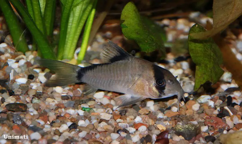 Bandit Cory
