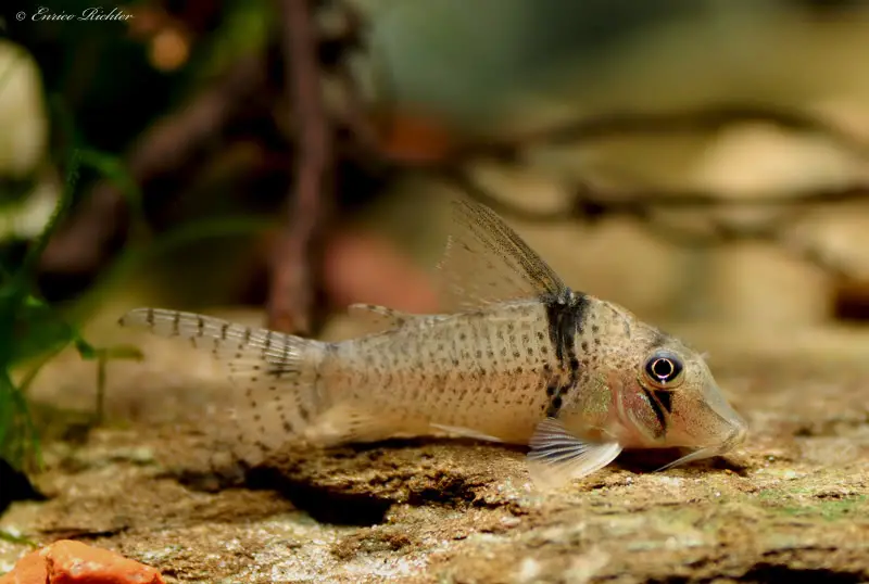 Pastaza Cory