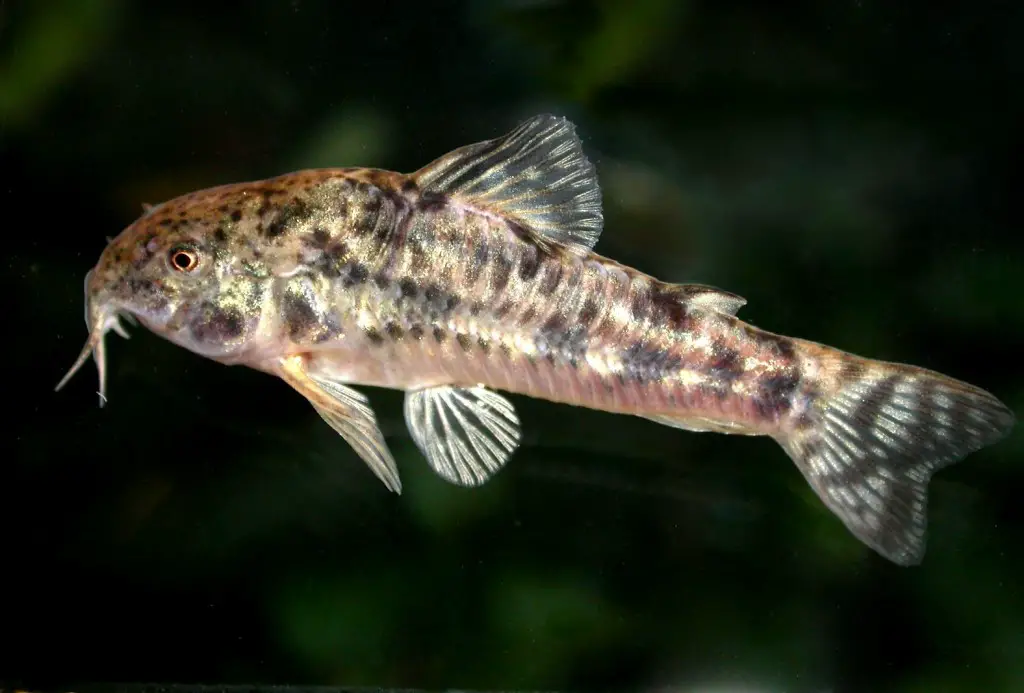 Corydoras petracinii