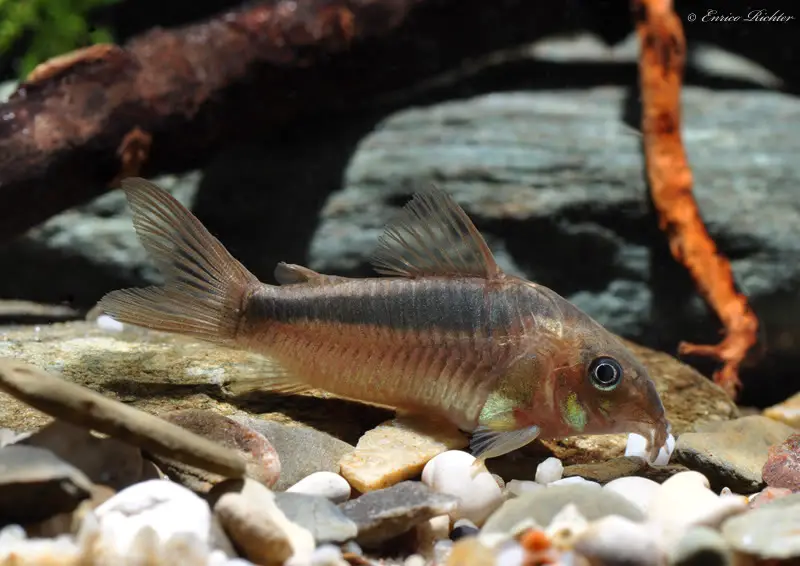 Rusty Cory