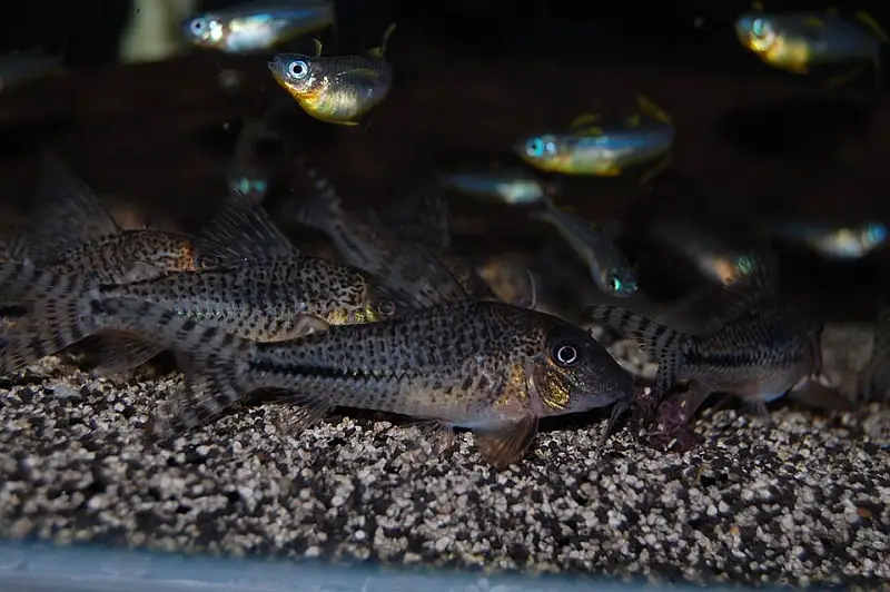 Corydoras C115/C116