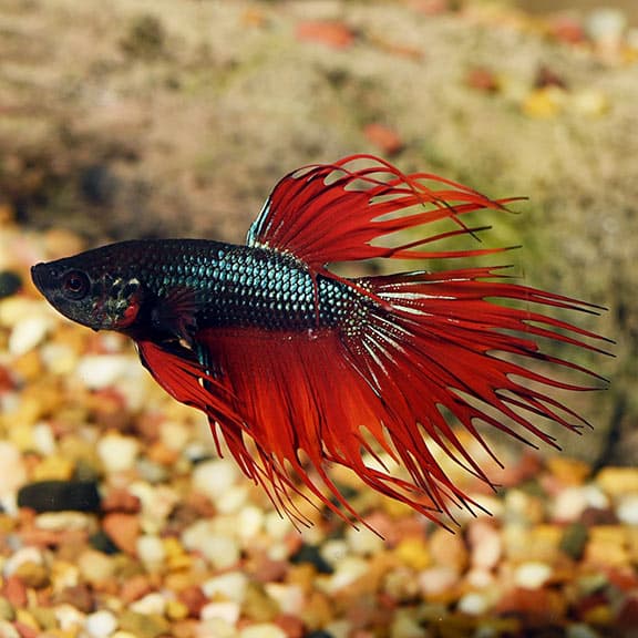 Crown Tail Betta (Male)