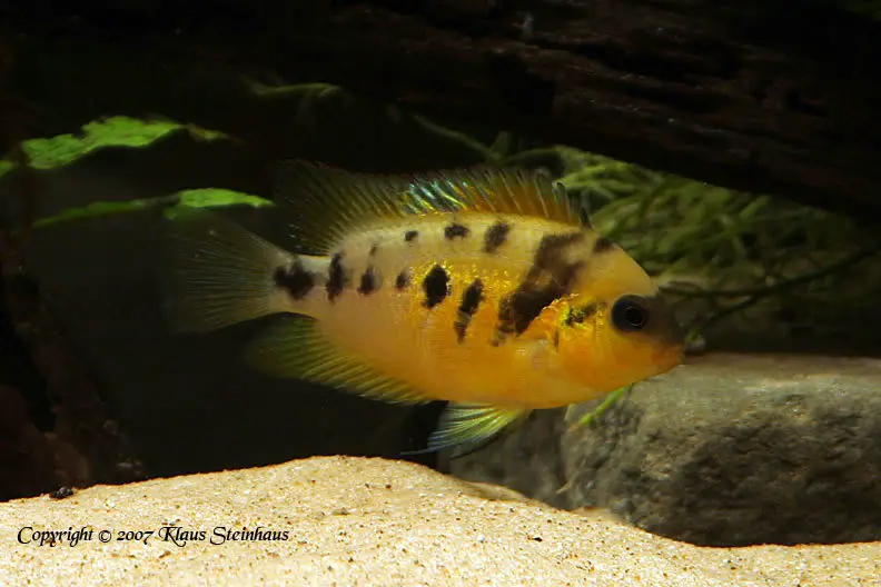 Yellow Dwarf Cichlid
