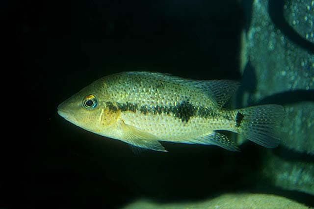Redspot Cichlid