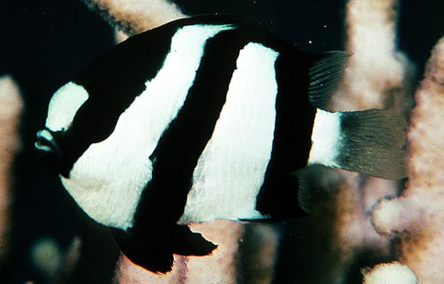 Three Stripe Damselfish