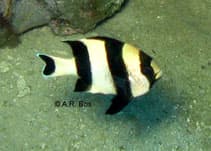 Four Stripe Damselfish