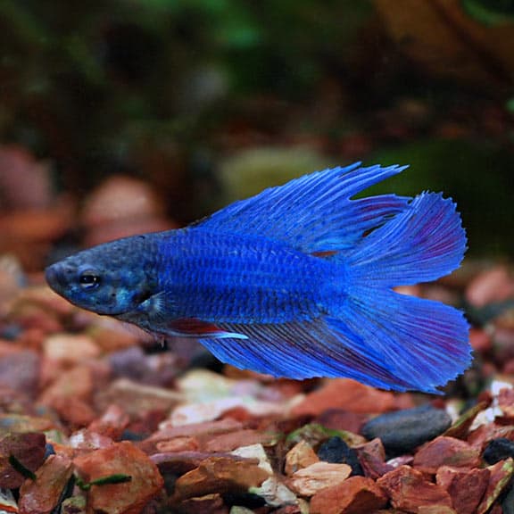 Doubletail Betta (Male)