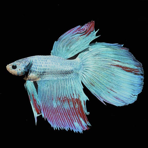 Dragonscale Betta (Male)