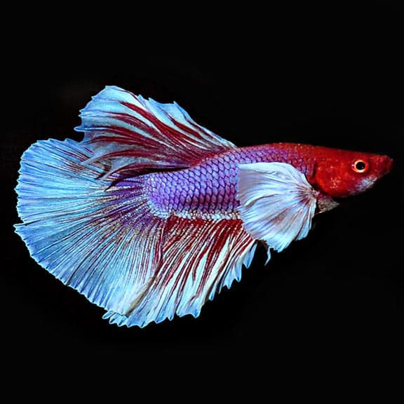 Dumbo Halfmoon Betta (Male)