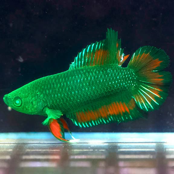 Emerald-Eye Green Plakat Betta (Male)
