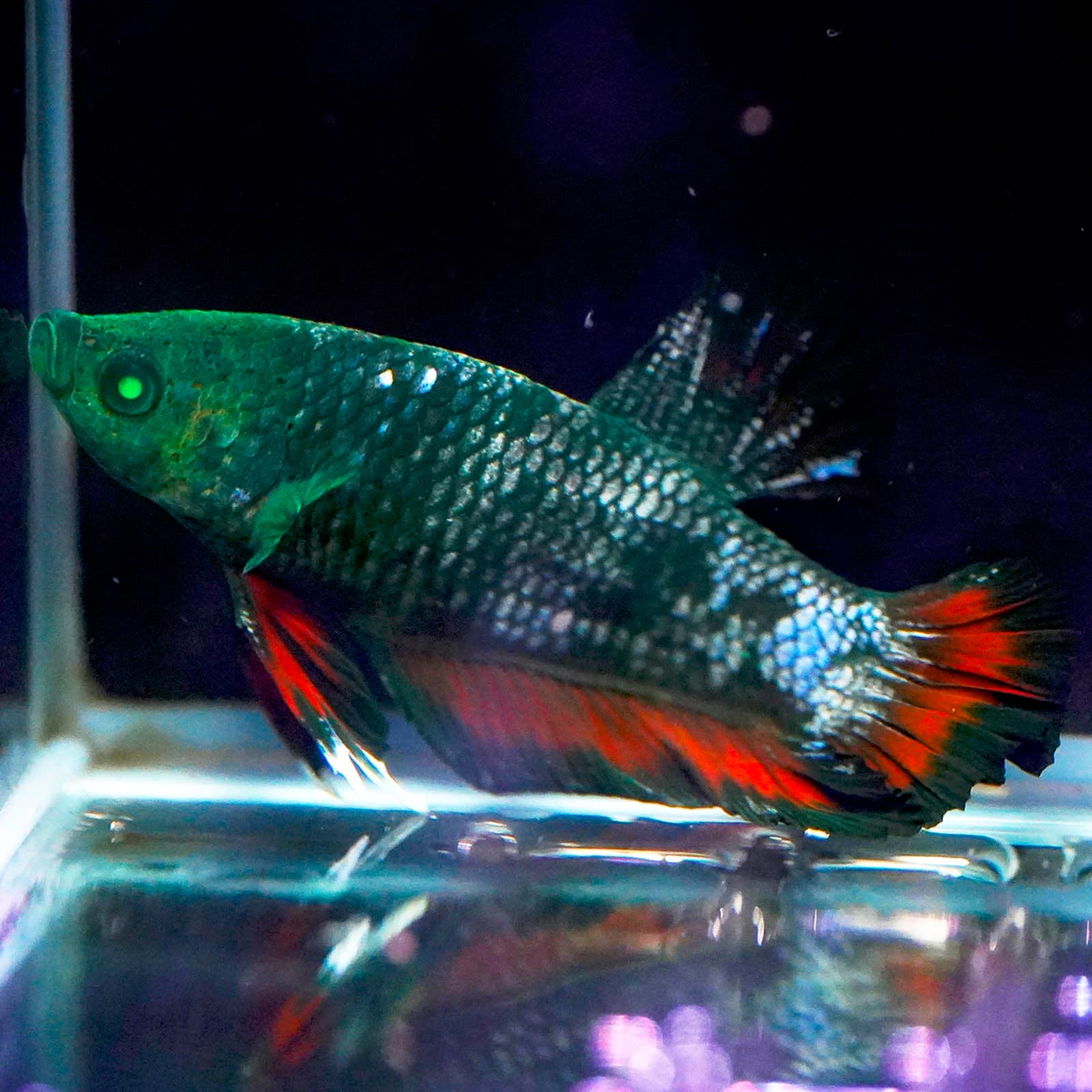 Emerald-Eyed Phantom Betta - Green, Blue & Red Doubletail Plakat (Male)