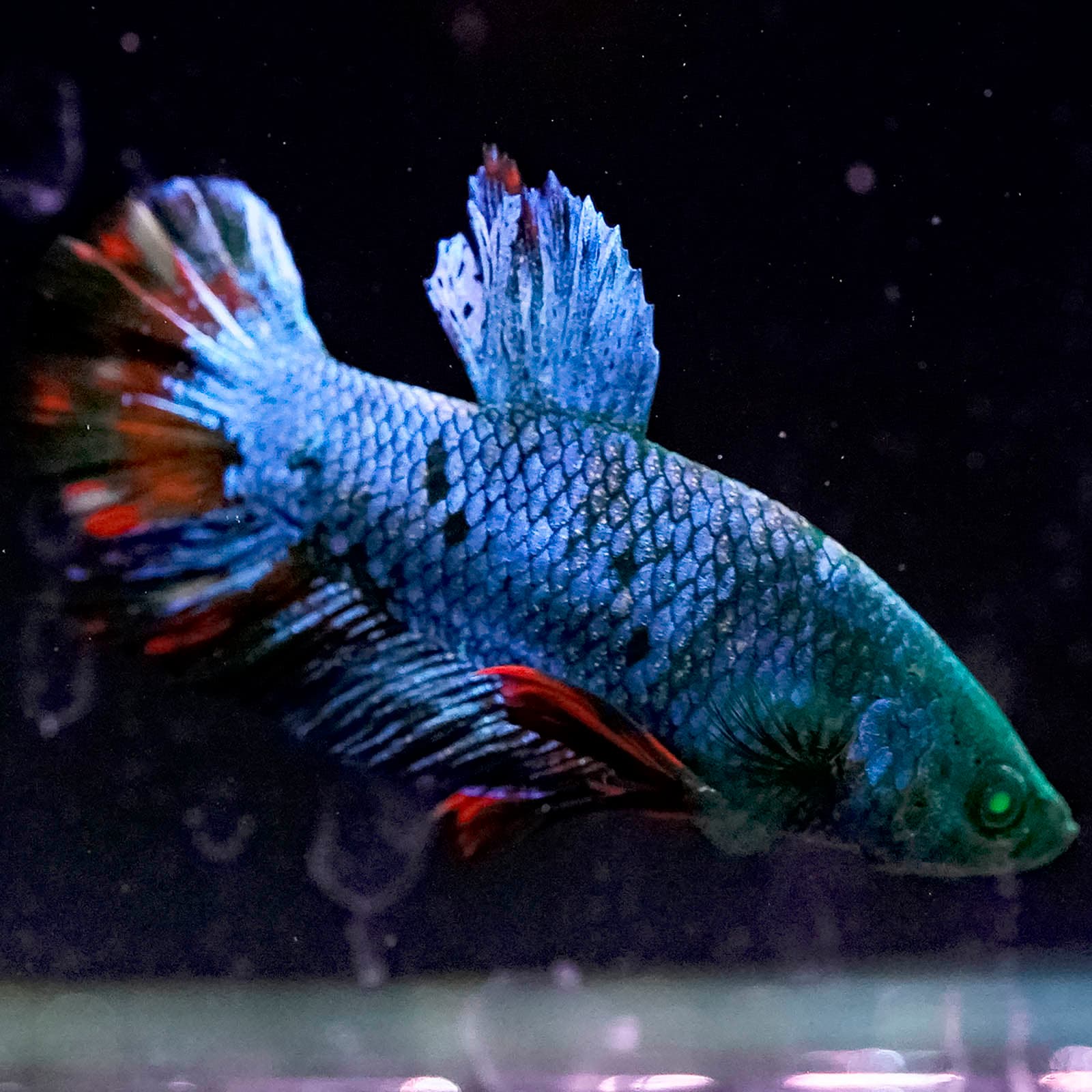 Emerald-Eyed Phantom Green, Blue & Red Doubletail Plakat (Male)