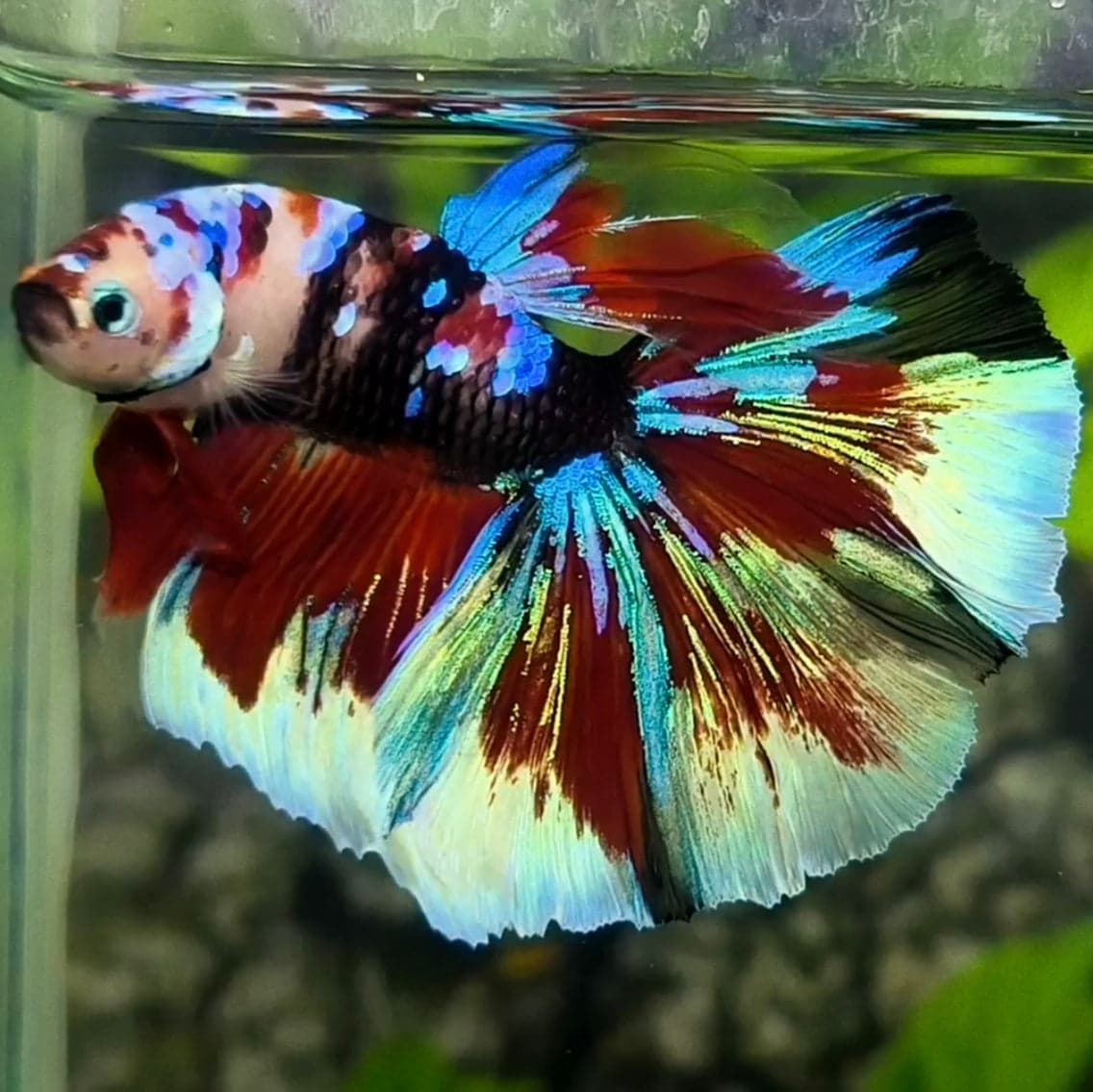 Galaxy Koi Halfmoon Plakat Betta