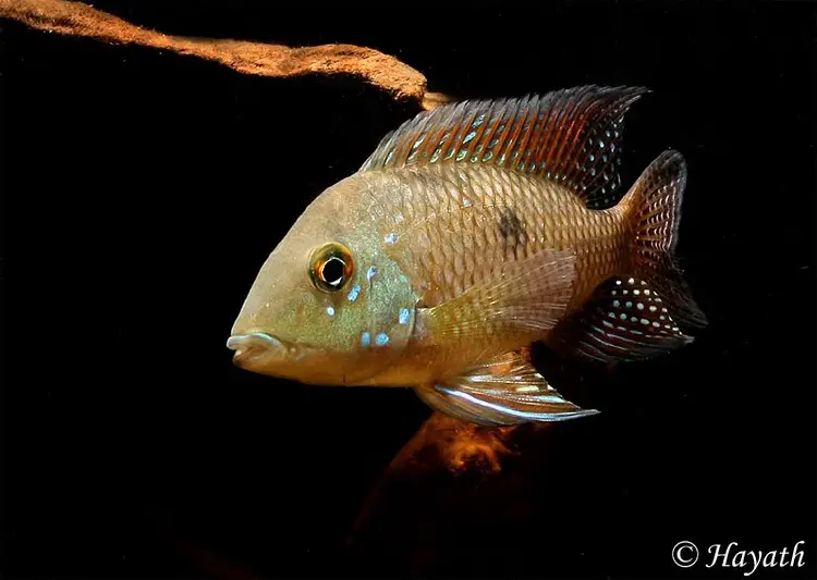 'Geophagus' iporangensis