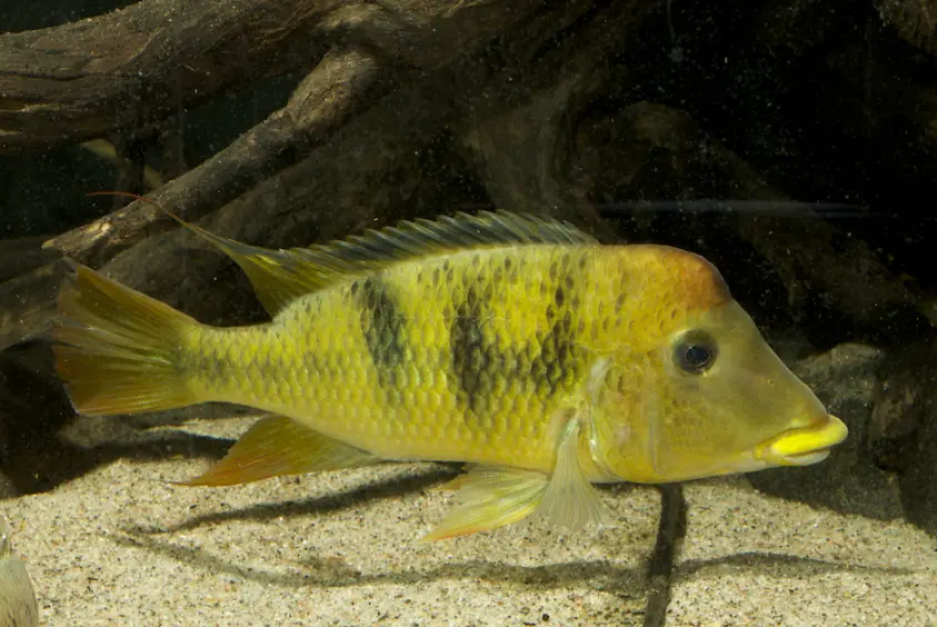 Yellowhump Eartheater