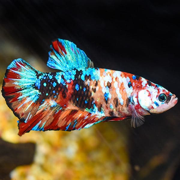 Giant Koi Halfmoon Plakat Betta (Male)