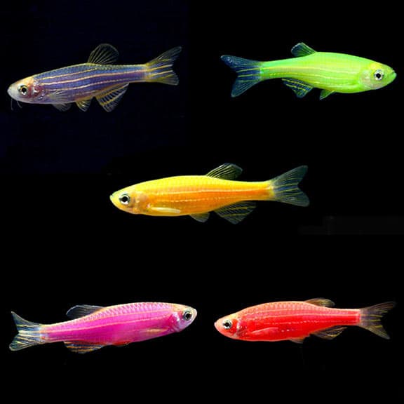 GloFish Danio