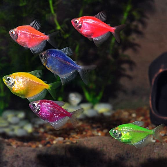 GloFish Tetra Assorted
