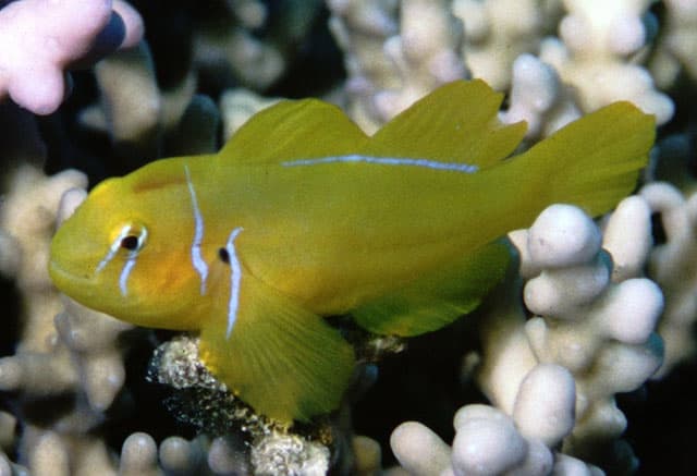 Clown Goby, Citrinis
