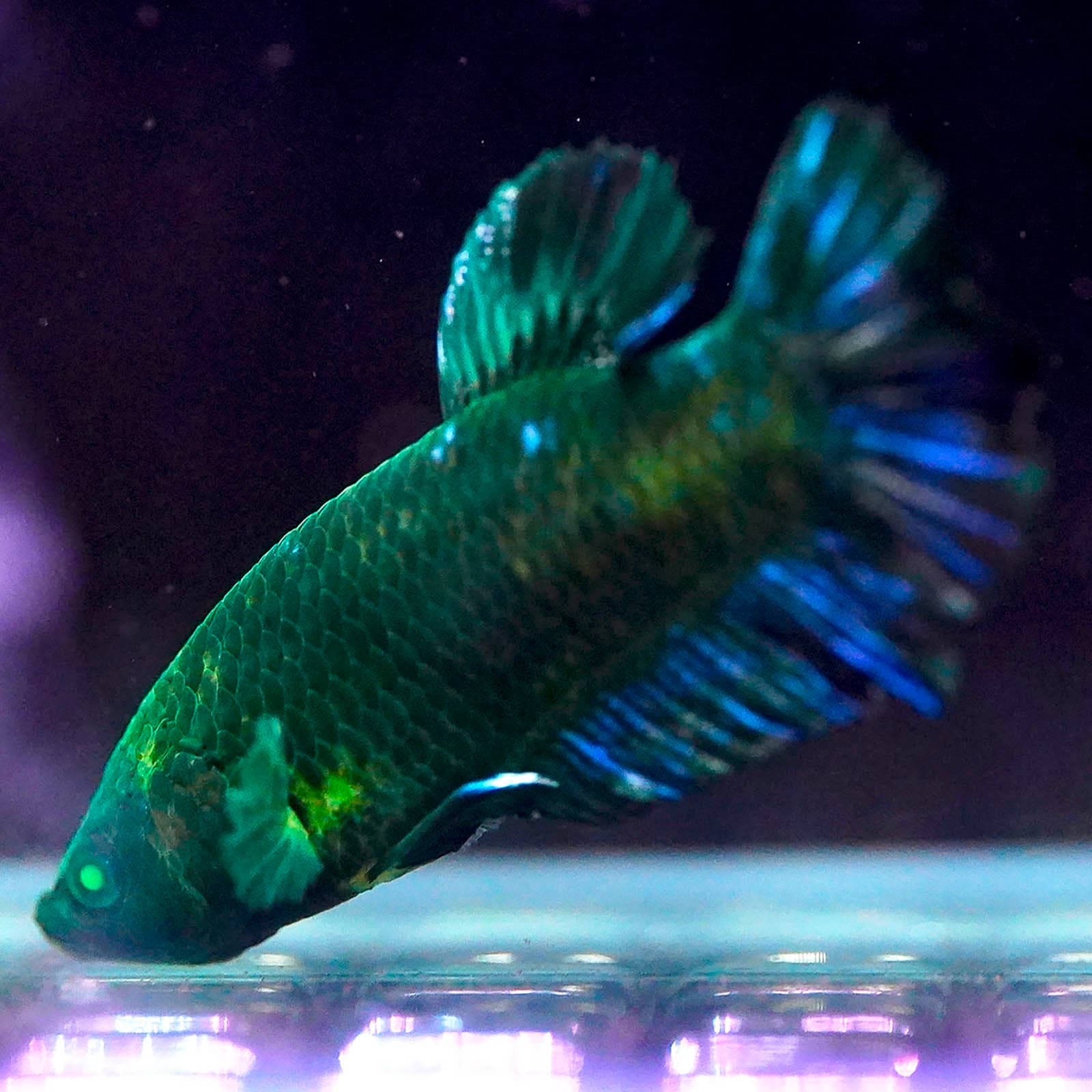 Emerald-Eyed Phantom Betta - Green & Blue Doubletail Plakat (Male)