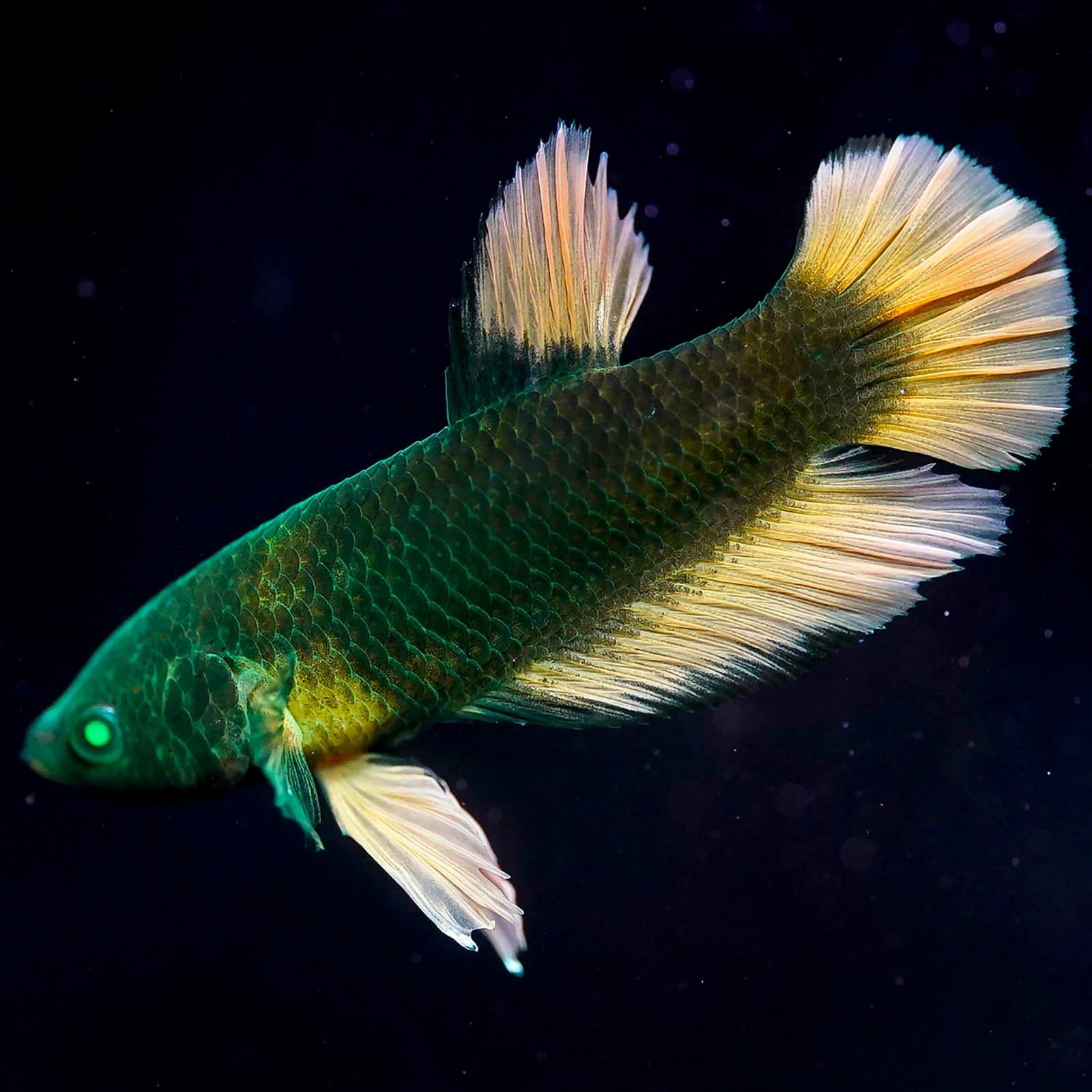 Emerald-Eyed Phantom Betta - Green & Mustard Roundtail Plakat (Male)