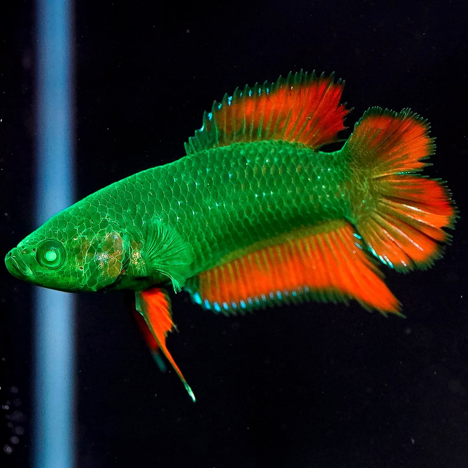 Emerald-Eyed Phantom Betta - Green & Red Doubletail Plakat (Male)