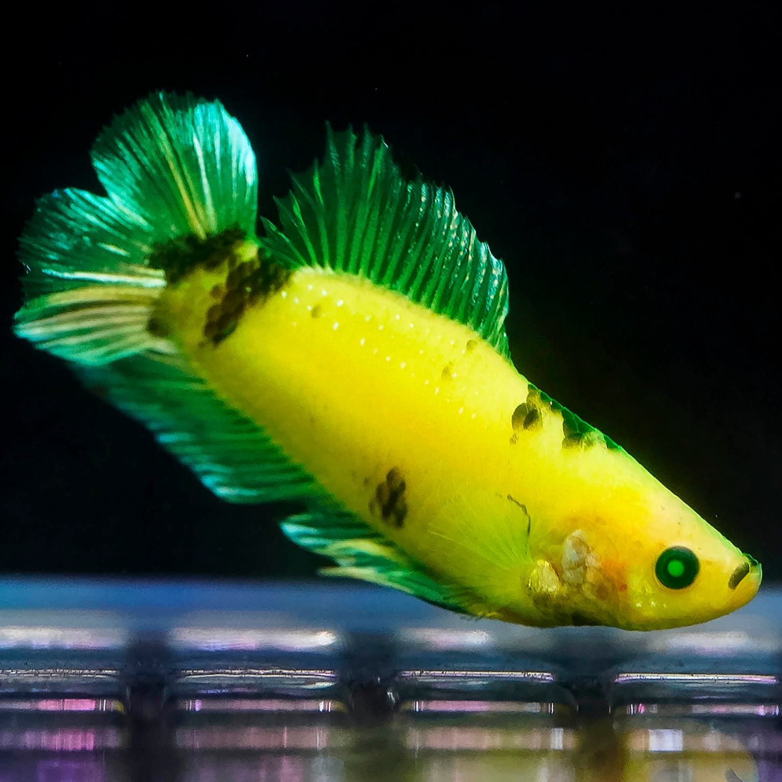 Emerald-Eyed Phantom Betta - Green & Yellow Doubletail Plakat (Male)
