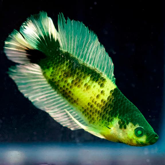 Emerald-Eyed Phantom Green & Yellow Doubletail Plakat (Male)