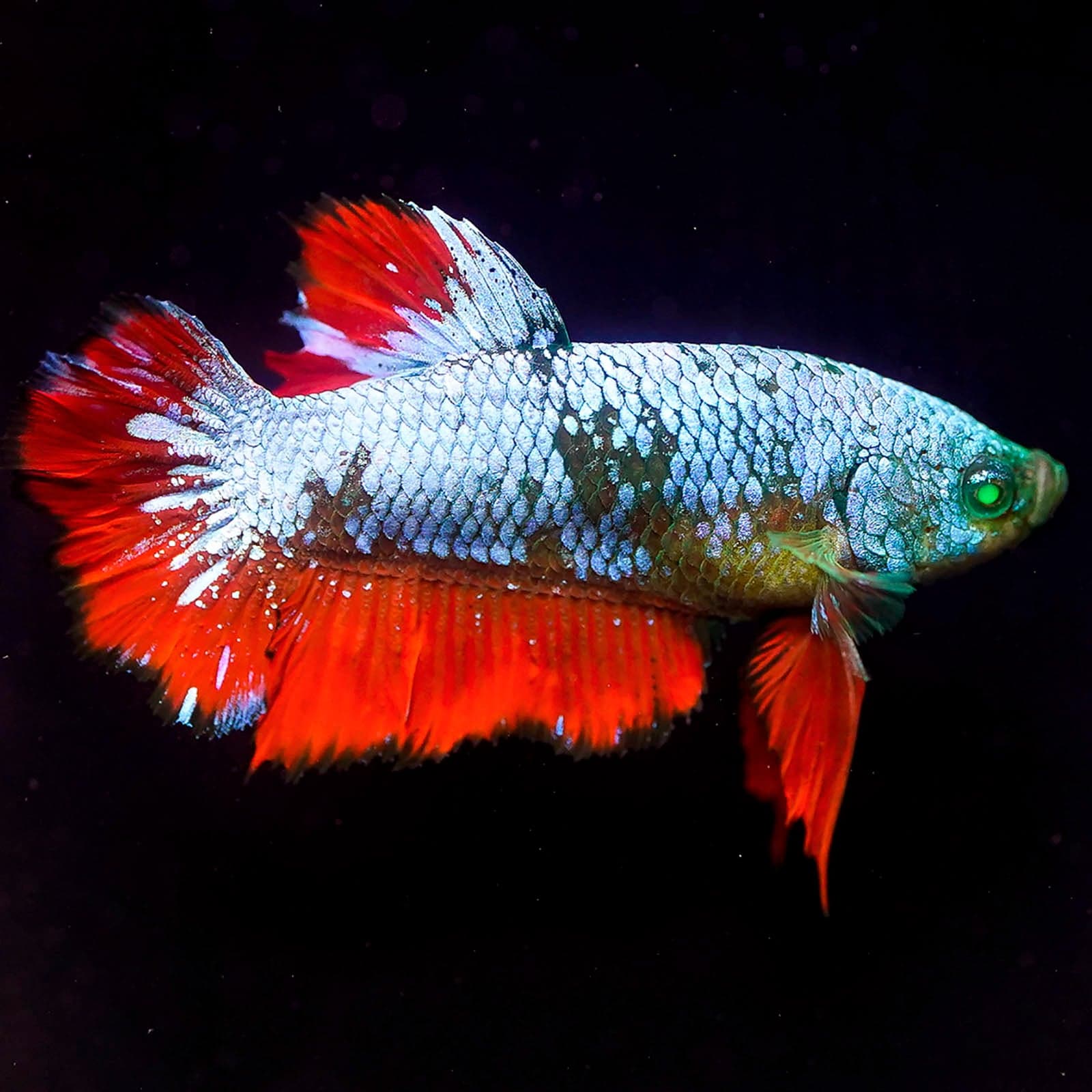 Emerald-Eyed Phantom Green, Blue & Red Plakat (Male)