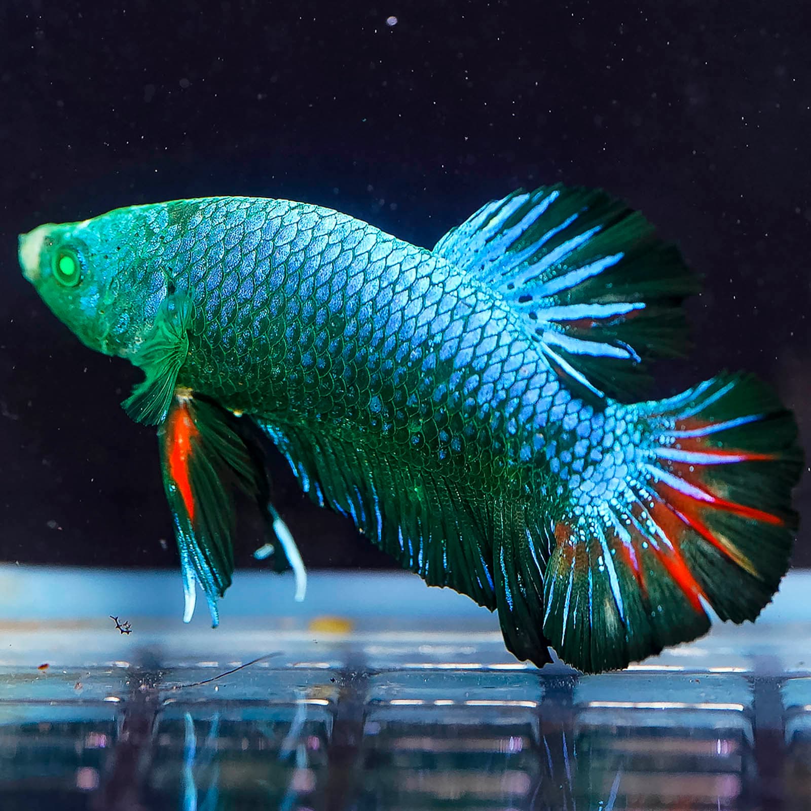 Emerald-Eyed Phantom Betta - Green, Blue & Red Plakat (Male)