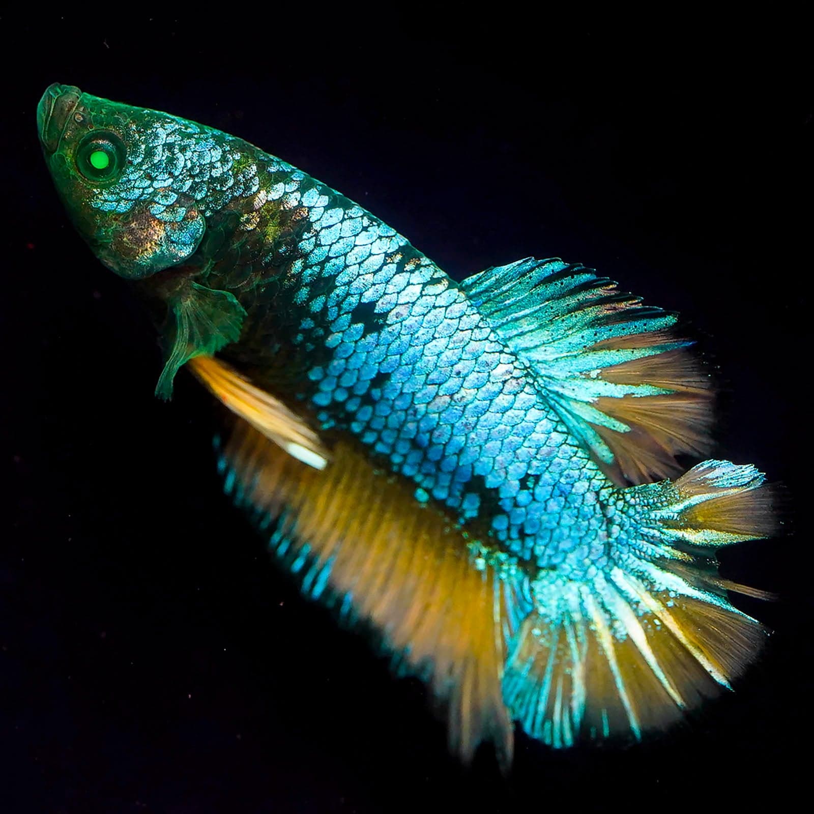 Emerald-Eyed Phantom Betta - Green, Blue & Yellow Plakat (Male)