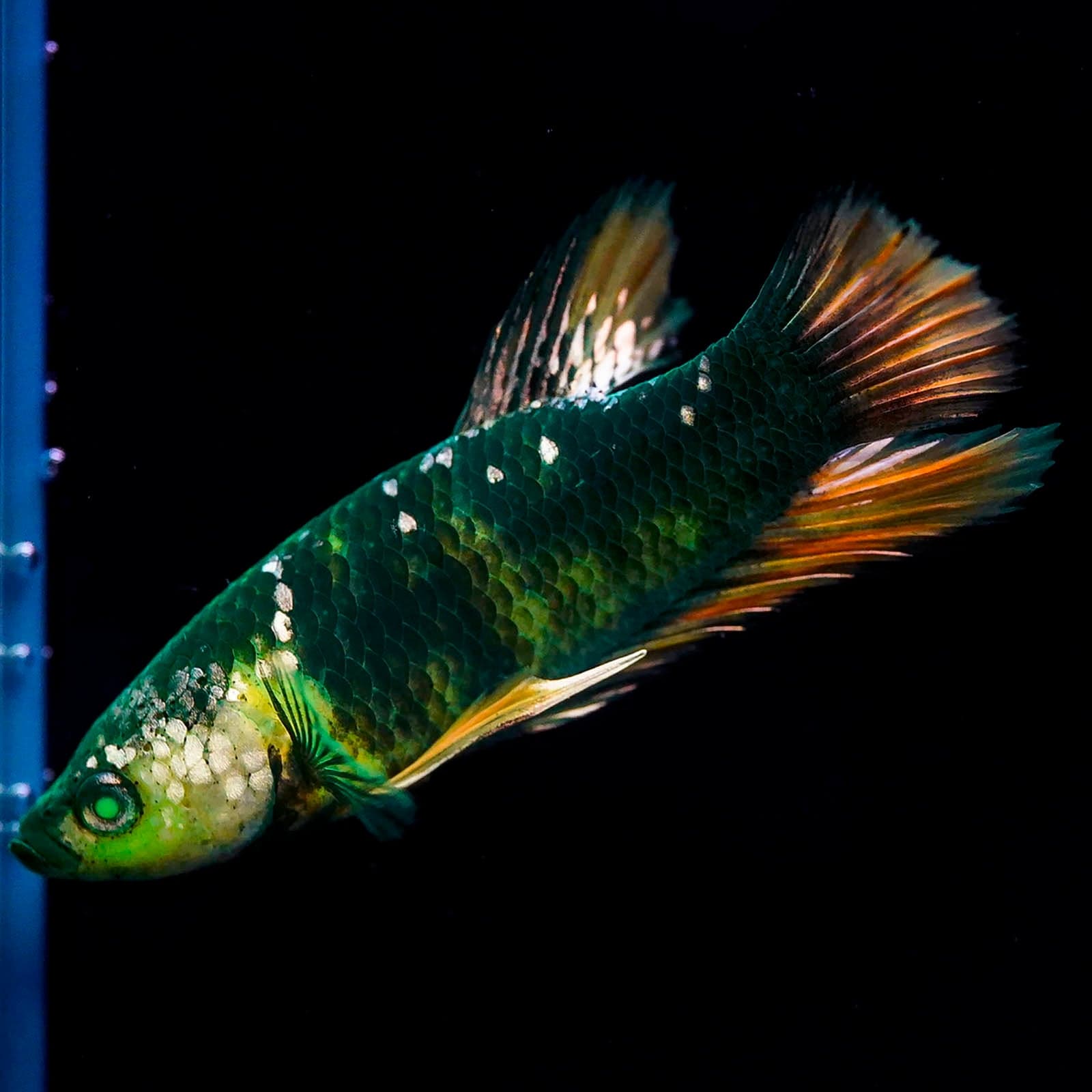 Emerald-Eyed Phantom Betta - Green, Yellow & Red Plakat (Male)