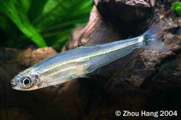 Green Line Lizard Tetra