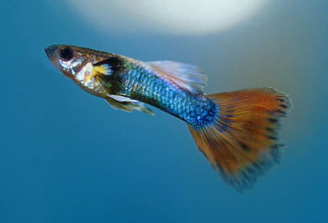 Guppy1
