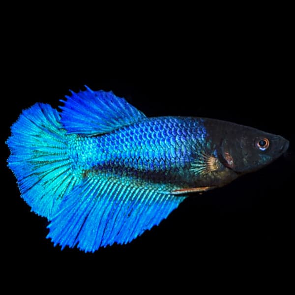Halfmoon Betta (Female)