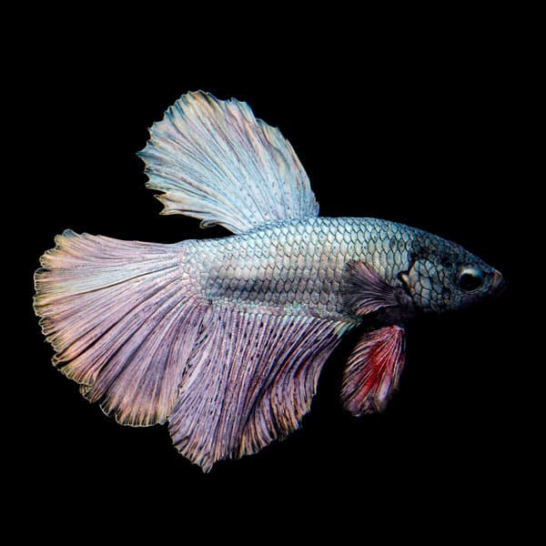 Halfmoon Copper Betta (Male)