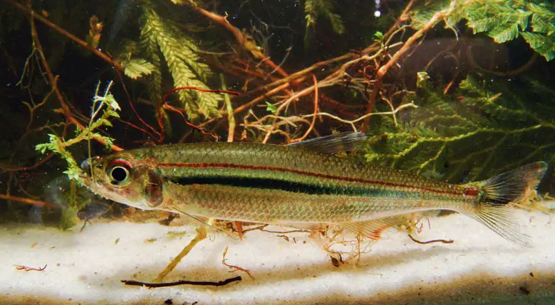 Red Line Lizard Tetra