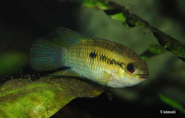 Dwarf Flag Cichlid