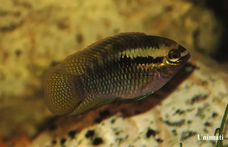 Redbreast Acara