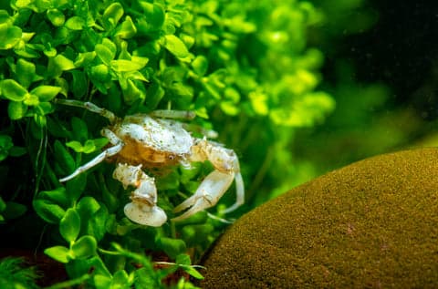 Thai Micro Crab