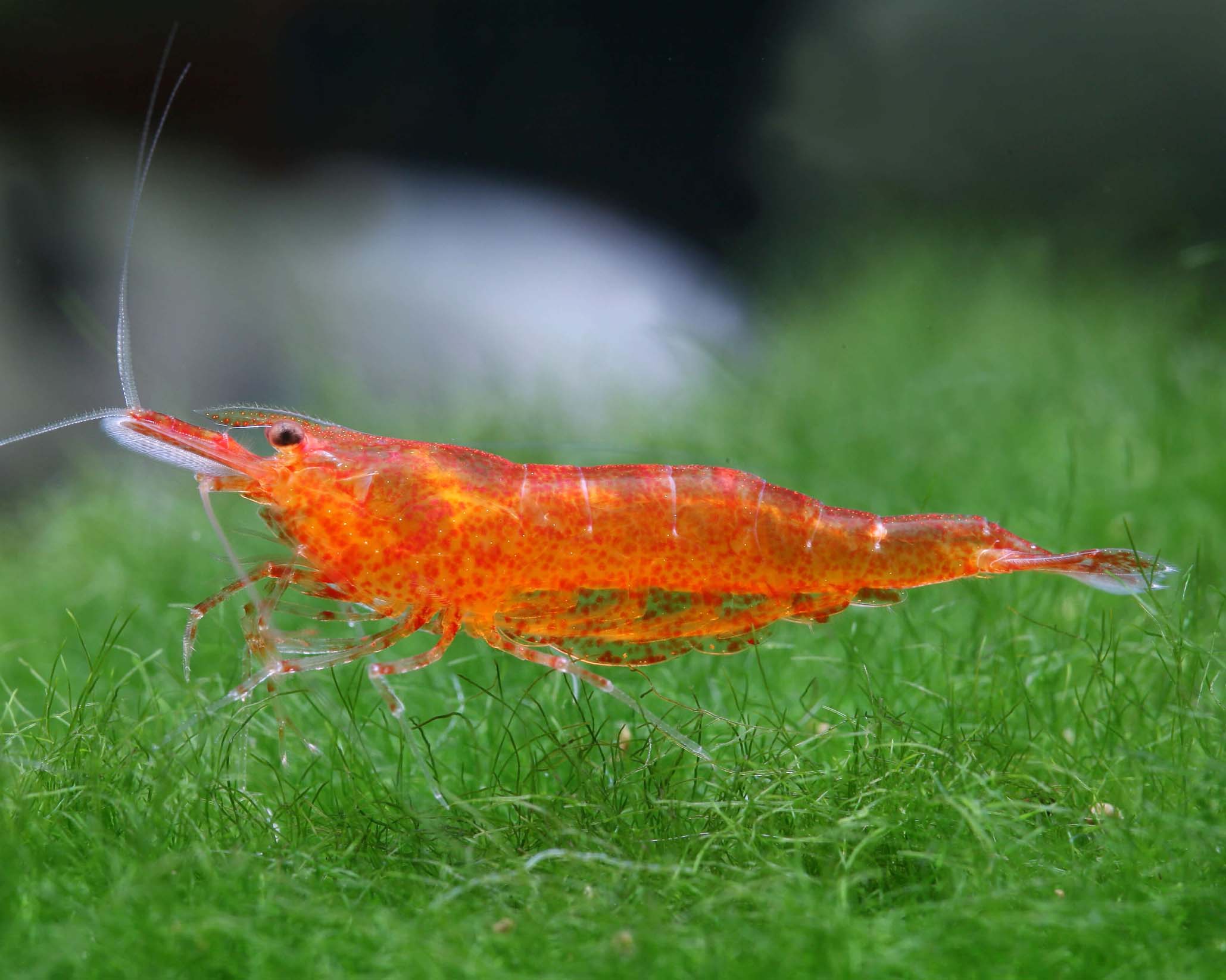 Mandarin Shrimp