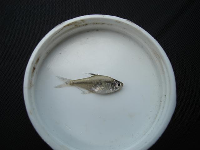 Mayan Tetra