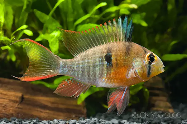 Bolivian Ram