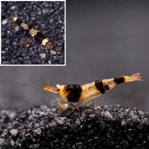 Blackberry Bee Shrimp